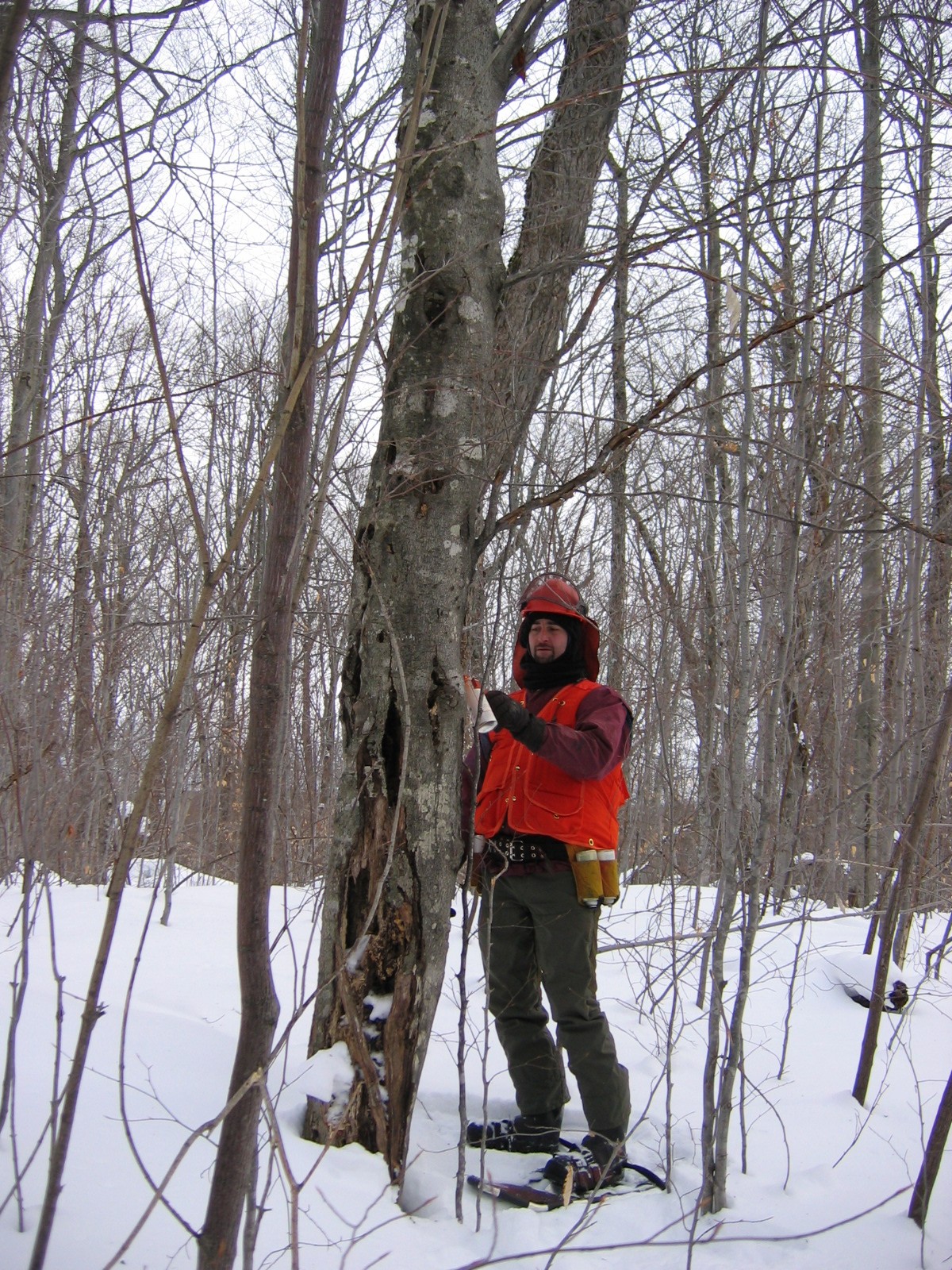 ForêtCompétences